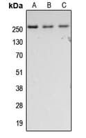 FN1 / Fibronectin Antibody (C-Terminus)