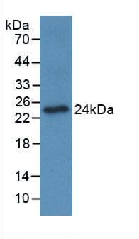 Monoclonal Mouse anti-Human OSCAR Antibody (Cy3, WB)