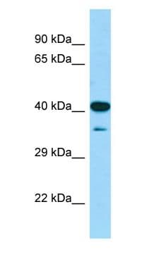 CIAO1 Antibody (N-Terminus)