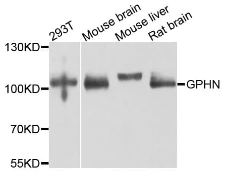 Gephyrin Antibody