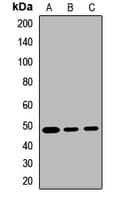 SYT12 / Synaptotagmin XII Antibody