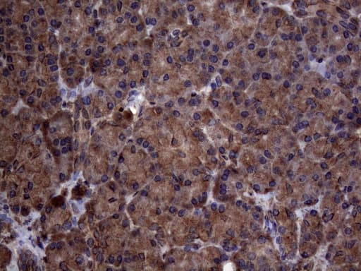 DJ858B16.2 / PISD Antibody (aa80-340, clone OTI6C3, Carrier-free)