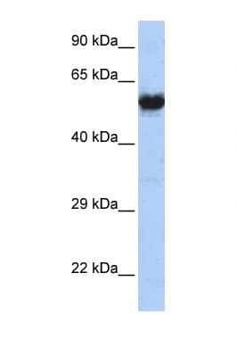 CHRNG Antibody (aa36-85)