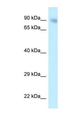 PPP6R3 / SAPS3 Antibody (aa201-250)