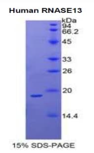 Human RNASE13 Protein (Recombinant His)