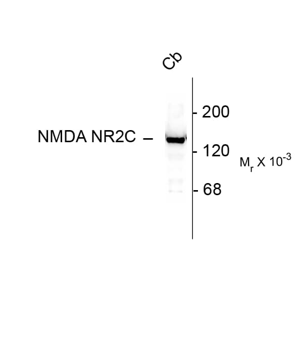 GRIN2C / NMDAR2C / NR2C Antibody (N-Terminus)