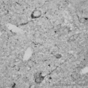 RHOA Antibody (aa100-150)