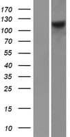 Human FARP1 / CDEP Protein (Over-Expression Lysate Myc-DDK (Flag))