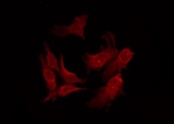 OR10A4 Antibody