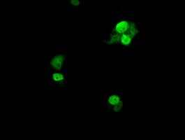 UBE2T / HSPC150 Antibody (clone OTI2F5, Carrier-free)