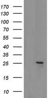 MRPS34 Antibody (clone OTI4H2, Carrier-free)