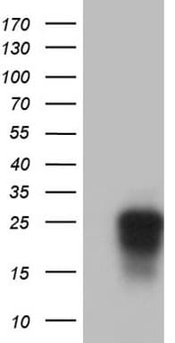 CD63 Antibody (clone OTI6D6)