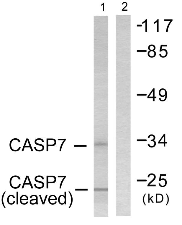 CASP7 / Caspase 7 Antibody (Cleaved-Asp198)