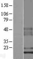 C1orf53 Protein (Over-Expression Lysate Myc-DDK (Flag))