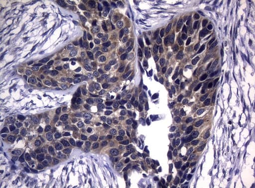CDCA8 / Borealin Antibody (clone OTI7G7, Carrier-free)