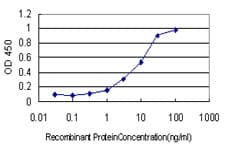 Monoclonal Mouse anti-Human RIT2 / RIN Antibody (clone 3F2, WB)