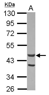 ACTL7A Antibody