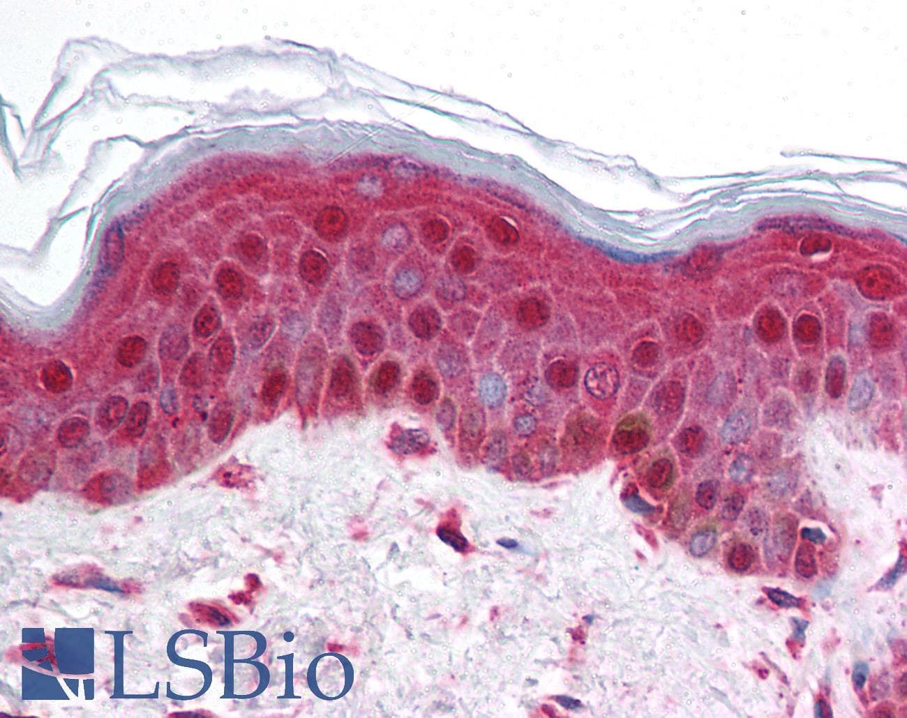 BRD2 / RING3 Antibody (aa524-573)