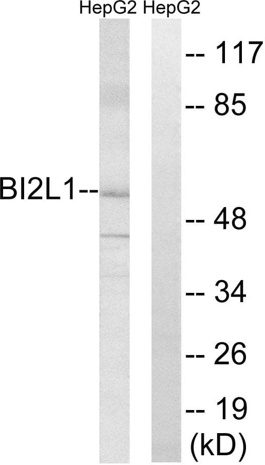 BAIAP2L1 Antibody