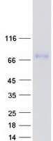 Human GPSM1 / AGS3 Protein (Recombinant Myc-DDK (Flag))