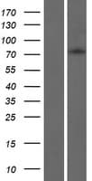 FBXL18 Protein (Over-Expression Lysate Myc-DDK (Flag))