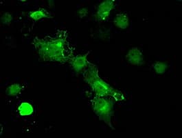 PPP5C Antibody (clone OTI5G5)