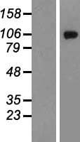 GRIK2 / GLUR6 Protein (Over-Expression Lysate Myc-DDK (Flag))