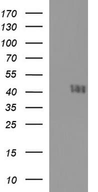 CD33 Antibody (clone OTI2G8, Carrier-free)