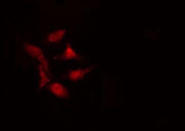 CEP290 Antibody