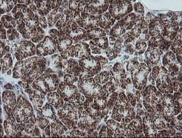 NDUFB10 Antibody (clone OTI4F1)
