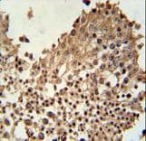 Polyclonal Rabbit anti-Human CCDC42 Antibody (aa121-150, IHC, WB)