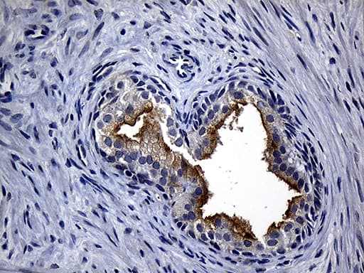 SYTL4 / Granuphilin Antibody (clone OTI2E11, Carrier-free)