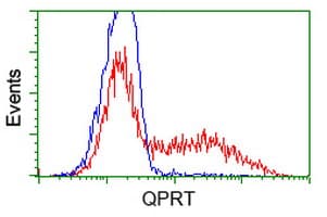 QPRT Antibody (clone OTI1C10, Carrier-free)