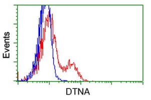 DTNA / Dystrobrevin Alpha Antibody (clone OTI1C2, Carrier-free)