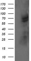 TRMT2A Antibody (clone OTI1H8, Carrier-free)