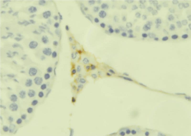 INSL6 Antibody