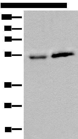 CCDC85C Antibody