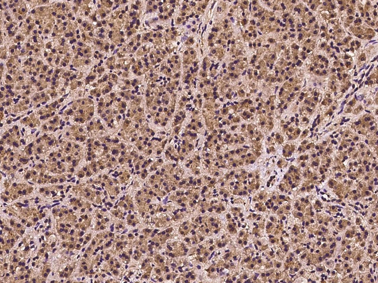 FAM136A Antibody