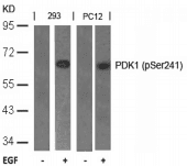 PDPK1 / PDK1 Antibody