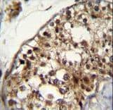 NUP160 Antibody (aa428-455)