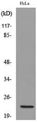 Polyclonal Rabbit anti-Human IFNW1 Antibody (WB)