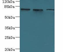 ARMC9 Antibody