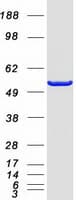 Human CHN1 Protein (Recombinant Myc-DDK (Flag))