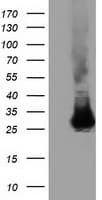GSTT2 Antibody (clone OTI6B7, Carrier-free)
