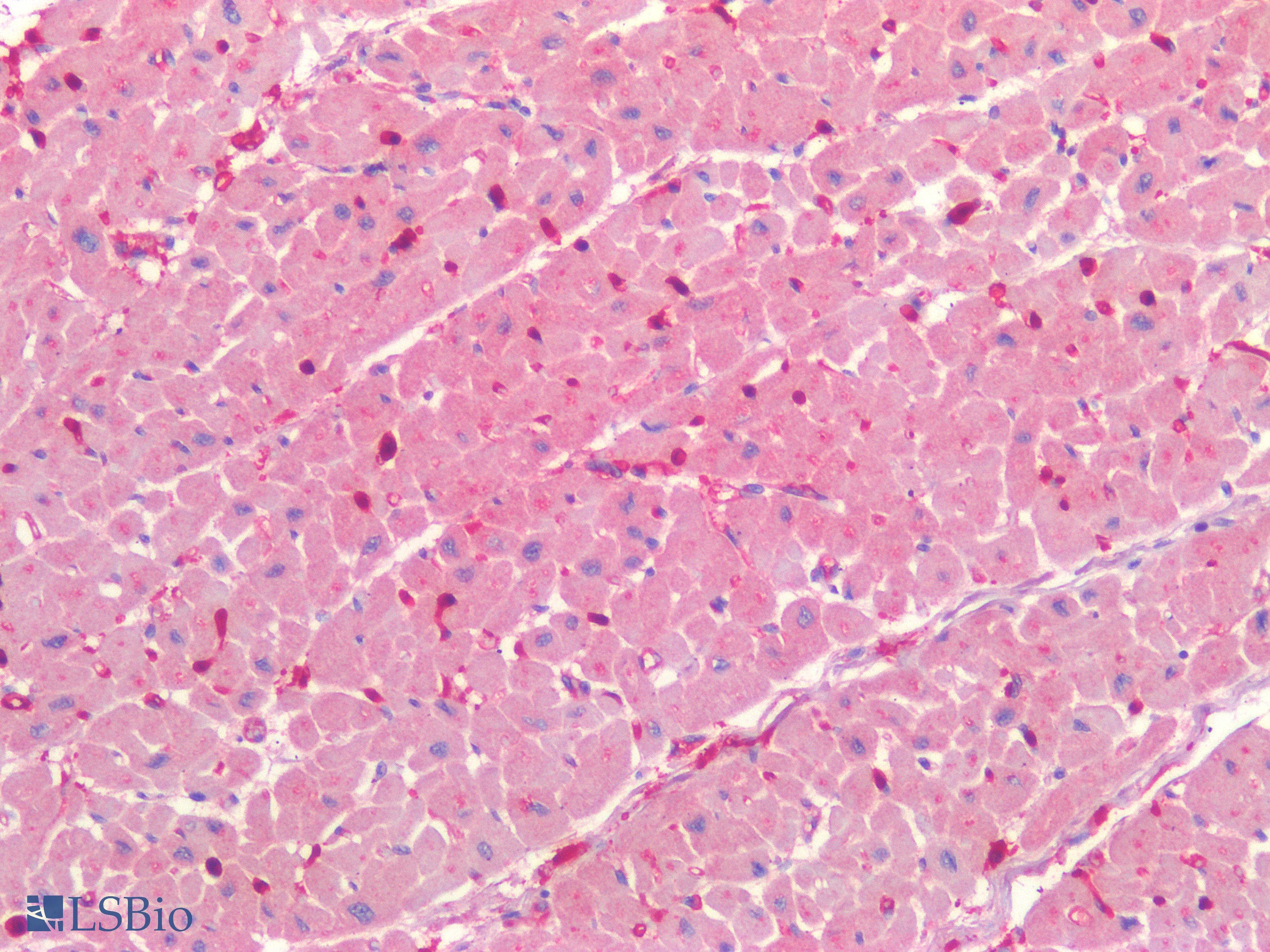 IHC-plus™ LAMA1 / Laminin Alpha 1 Antibody