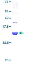 Human GTF2A2 / TFIIA Protein (Recombinant GST)