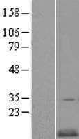 CKS2 Protein (Over-Expression Lysate Myc-DDK (Flag))