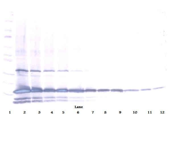 IL25 / IL17E Antibody (Biotin)