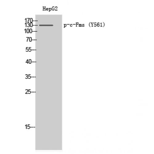 CSF1R / CD115 / FMS Antibody (500-580 aa)