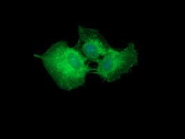 CD19 Antibody (clone OTI1E9, Carrier-free)
